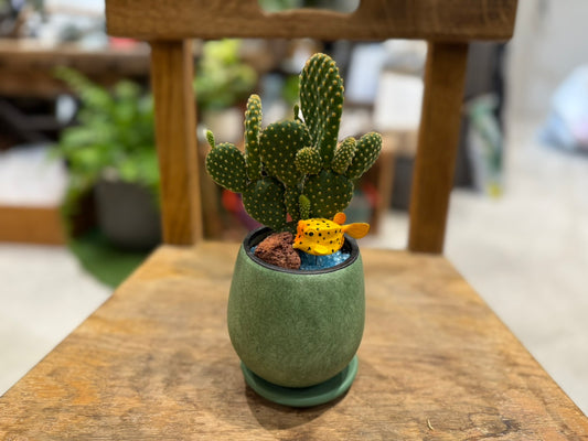 【サボテン】アニマル寄植えMサイズ|観葉植物