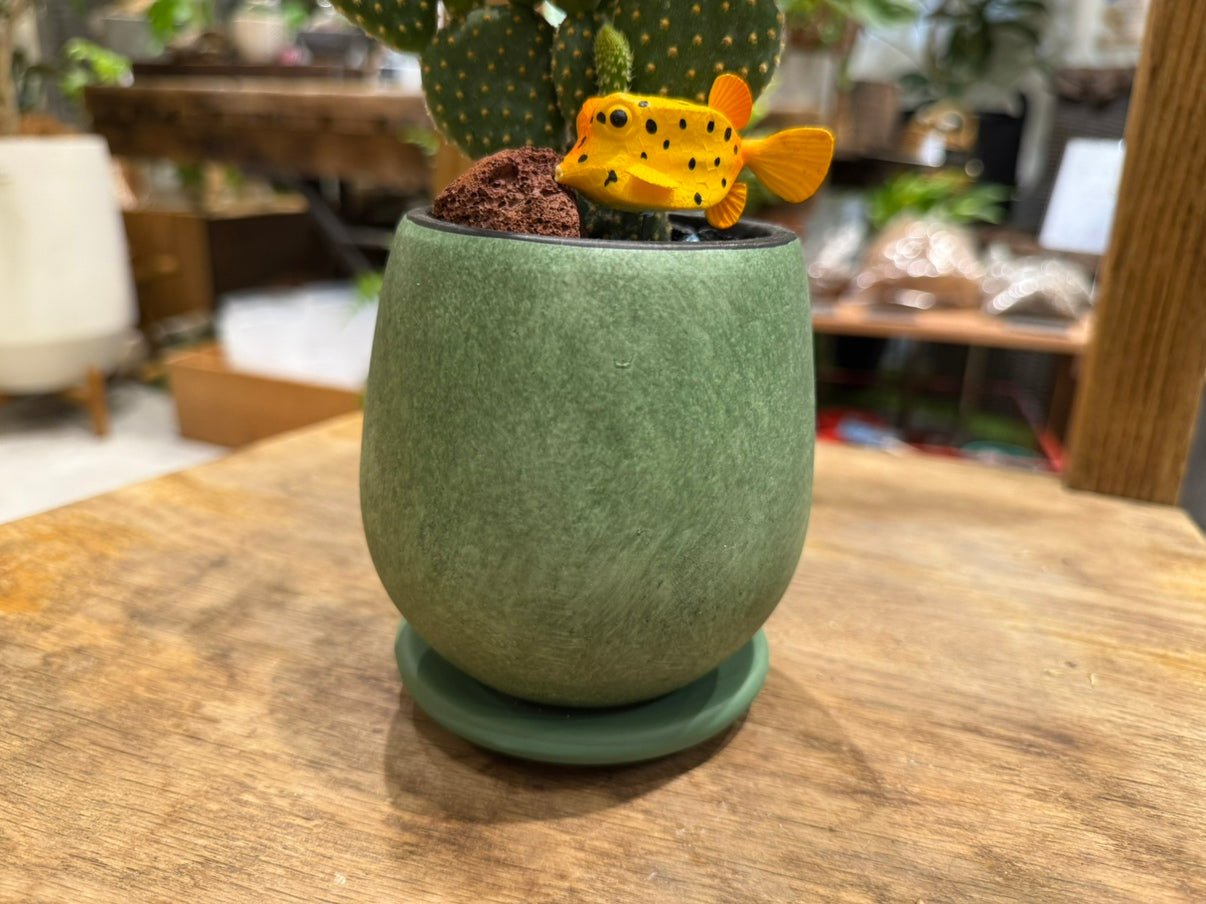 [Cactus] Animal Planting, Medium Size | Houseplant