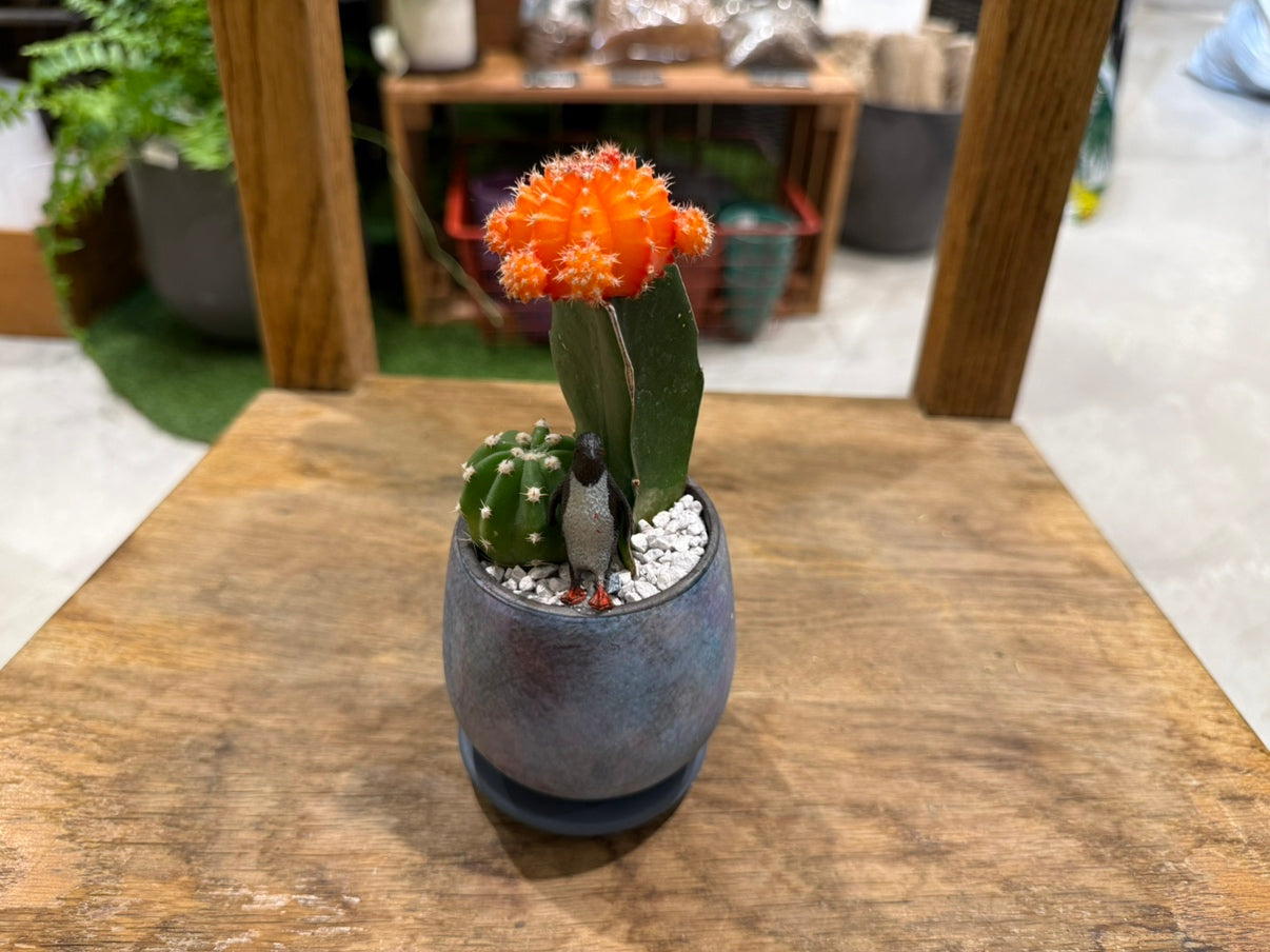 [Cactus] Animal Planting, Small Size | Houseplant