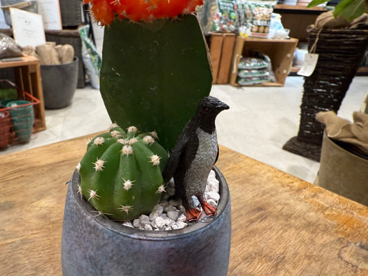 【サボテン】アニマル寄植えSサイズ|観葉植物