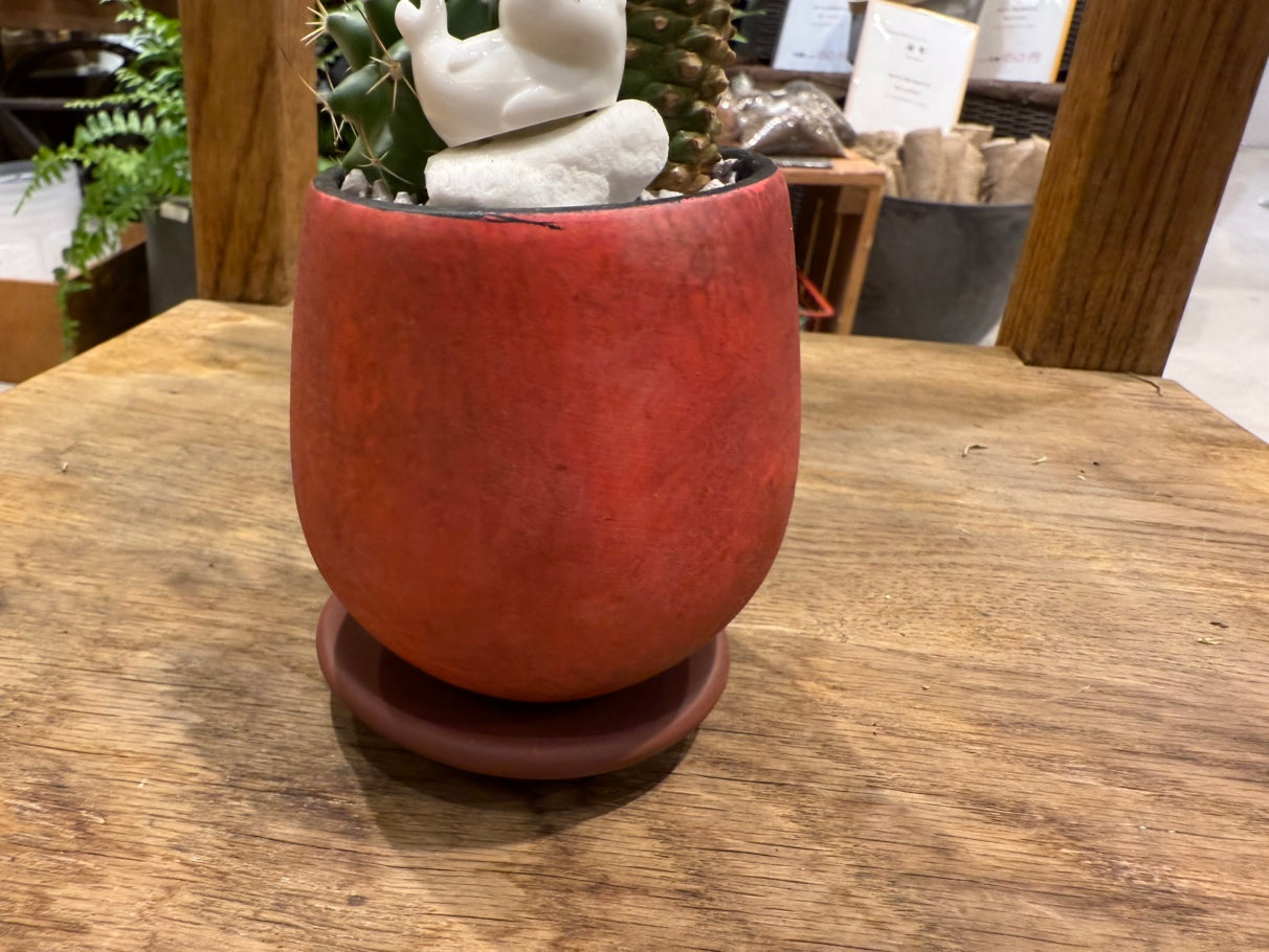 [Cactus] Animal Planting, Small Size | Houseplant