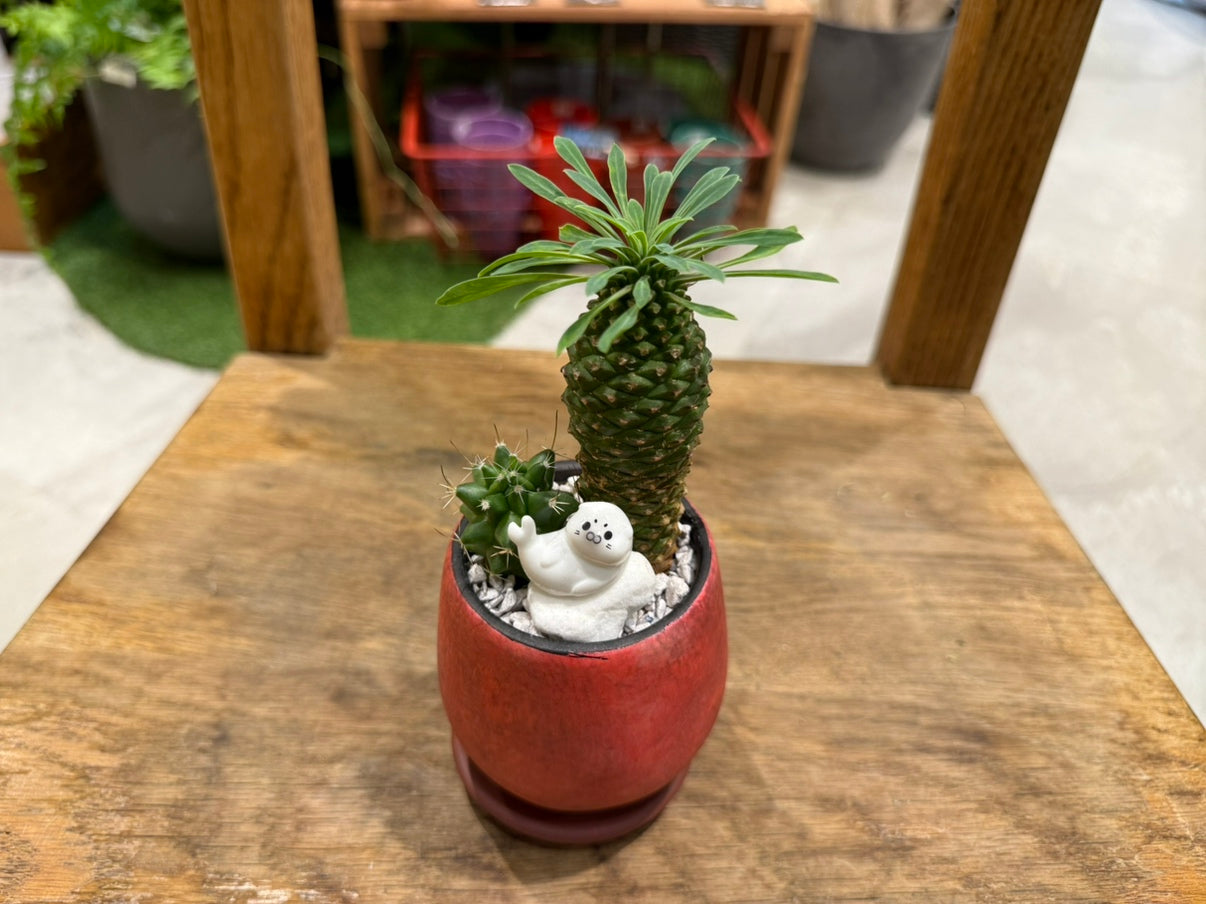 [Cactus] Animal Planting, Small Size | Houseplant