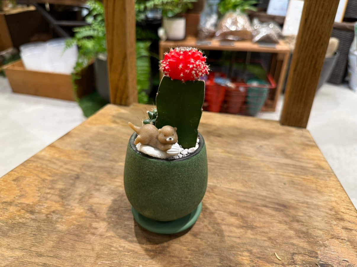 [Cactus] Animal Planting, Small Size | Houseplant