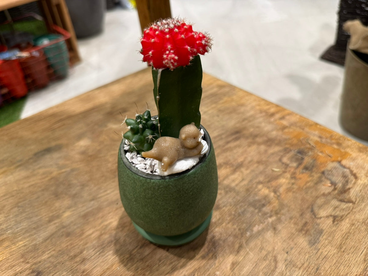 [Cactus] Animal Planting, Small Size | Houseplant