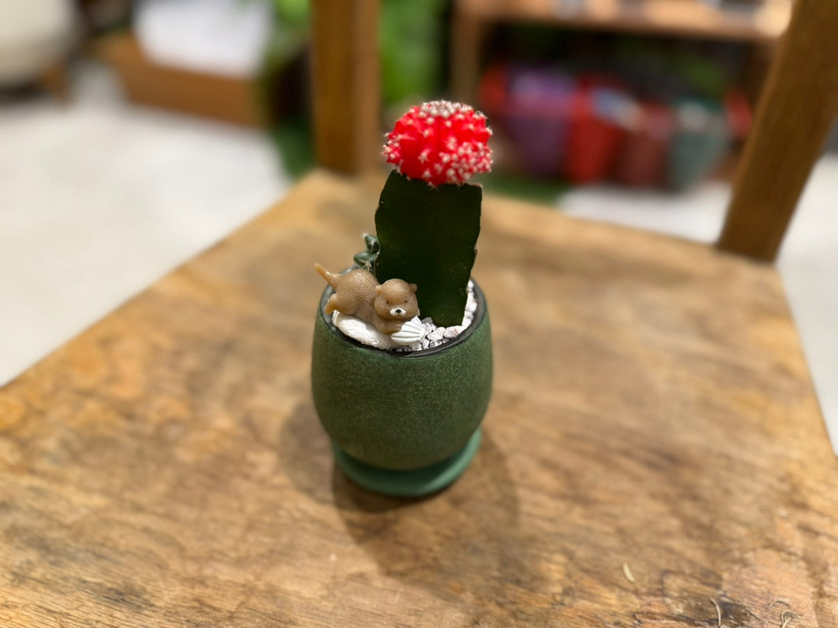 [Cactus] Animal Planting, Small Size | Houseplant