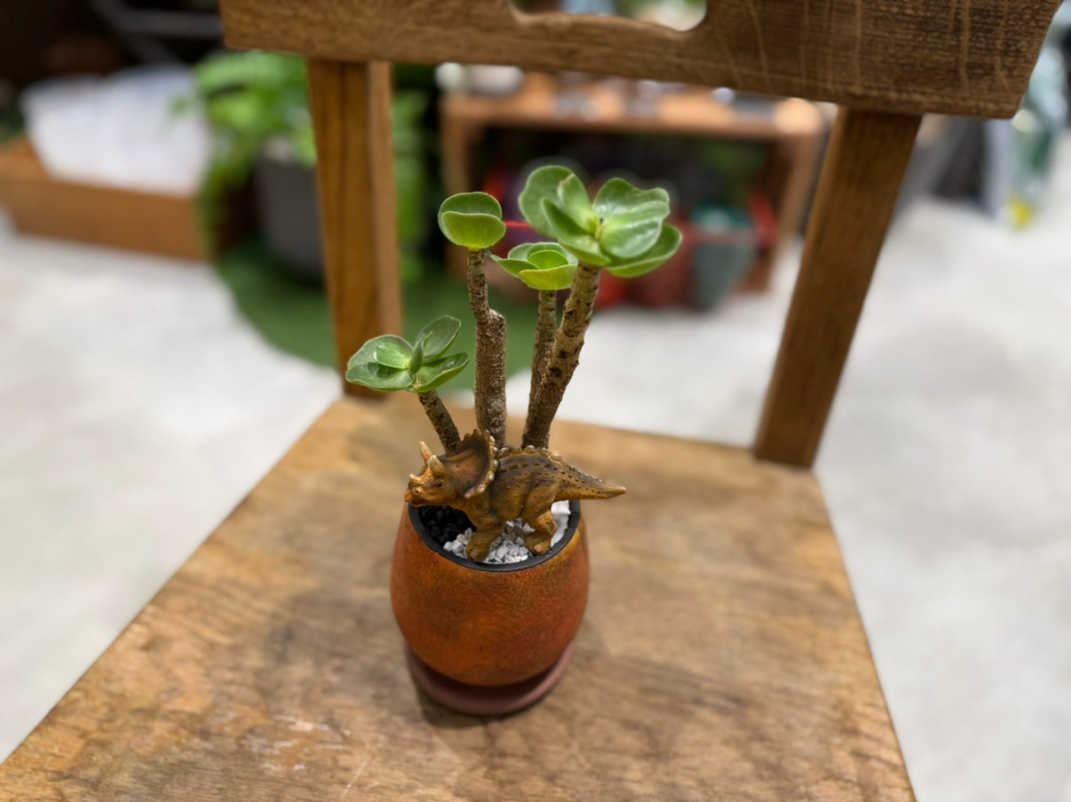 [Cactus] Animal Planting, Medium Size | Houseplant