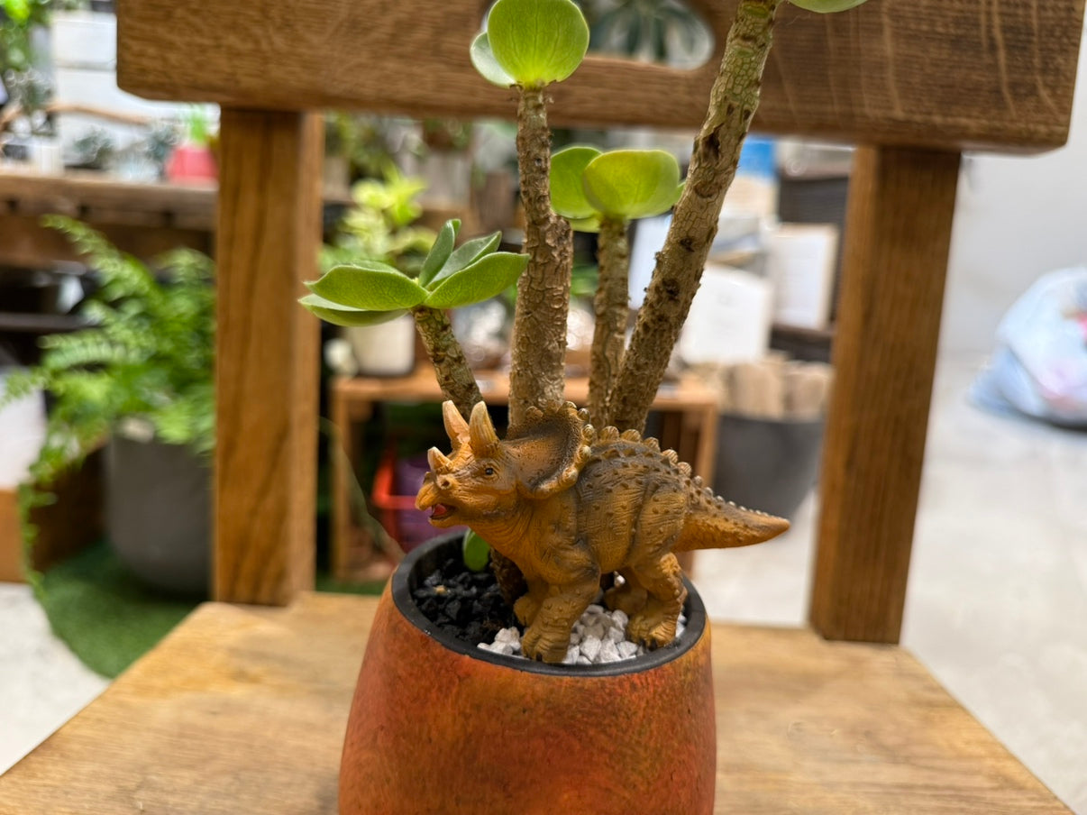 [Cactus] Animal Planting, Medium Size | Houseplant