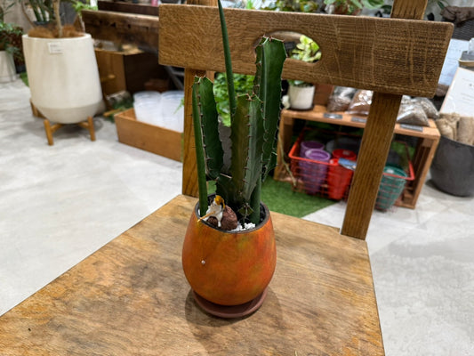 【サボテン】アニマル寄植えLサイズ|観葉植物