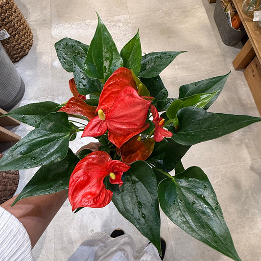 【オリジナル品種】アンスリウム”灯”|観葉植物