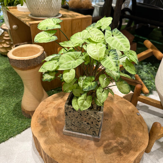 【シンゴニウム】マッキー|陶器鉢|観葉植物