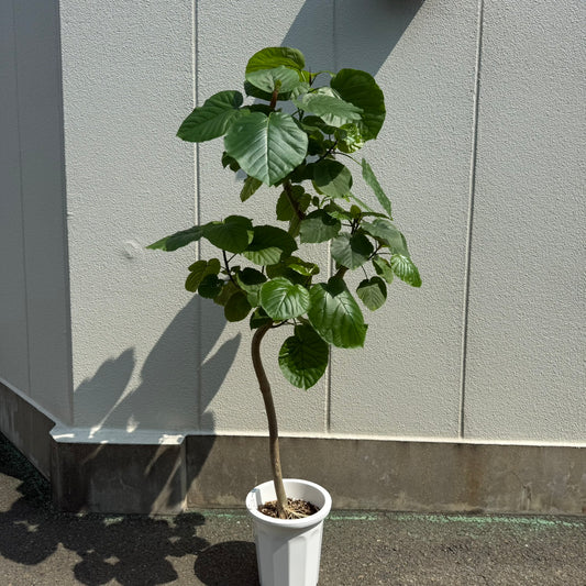 【ウンベラータ】大型｜観葉植物《店頭受取・大阪近郊配送のみ》