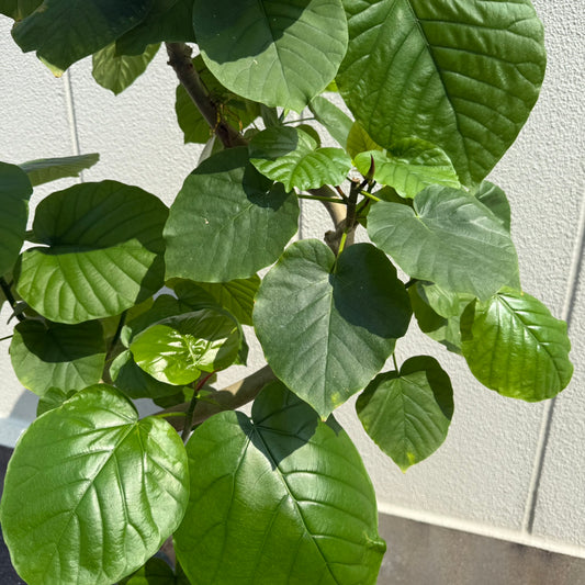 【ウンベラータ】大型｜観葉植物《店頭受取・大阪近郊配送のみ》