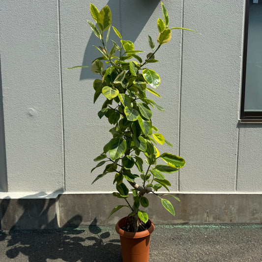 【フィカス・アルテシマ】大型|観葉植物《店頭受取・大阪近郊配送のみ》