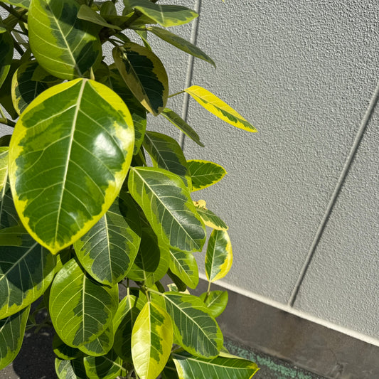 【フィカス・アルテシマ】大型|観葉植物《店頭受取・大阪近郊配送のみ》
