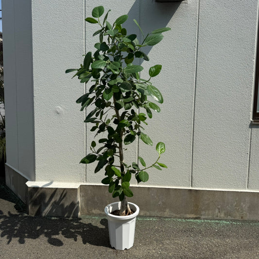 【ベンガルゴム】大型サイズ|観葉植物《店頭受取・大阪近郊配送のみ》