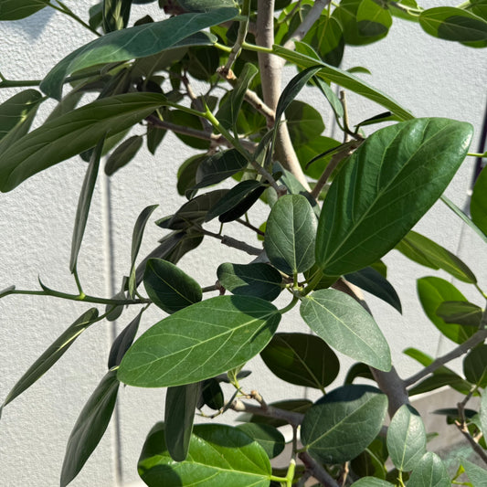 【ベンガルゴム】大型サイズ|観葉植物《店頭受取・大阪近郊配送のみ》