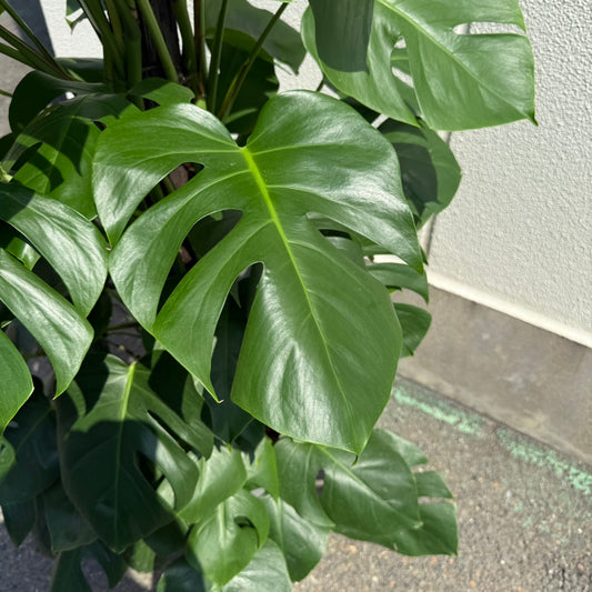 【モンステラ】大型サイズ｜観葉植物《店頭受取・大阪近郊配送のみ》