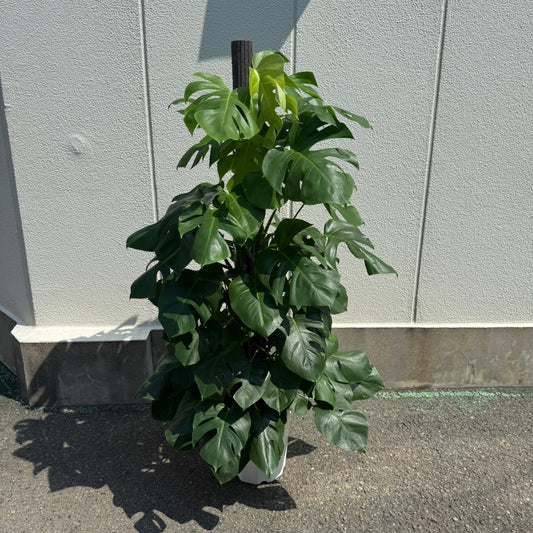 【モンステラ】大型サイズ｜観葉植物《店頭受取・大阪近郊配送のみ》