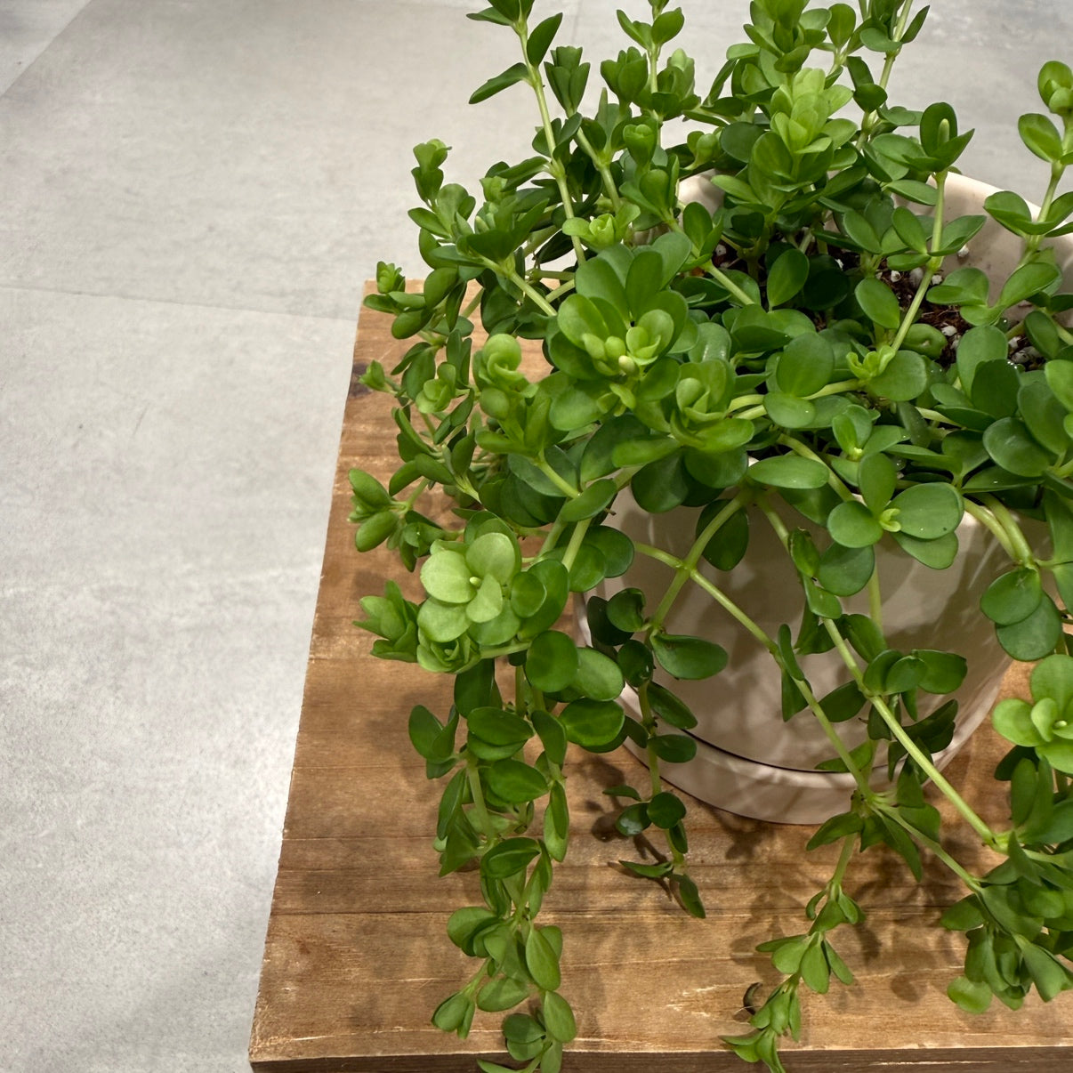 [Peperomia] Ceramic pot | Small | Houseplant
