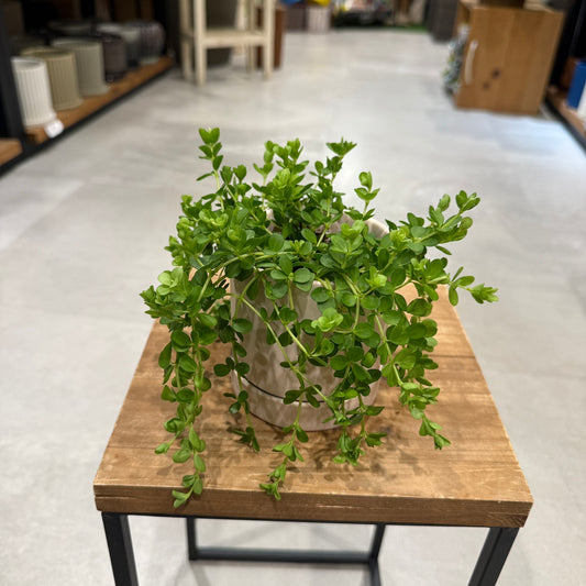 【ペペロミア・デピーナ】陶器鉢|小型|観葉植物
