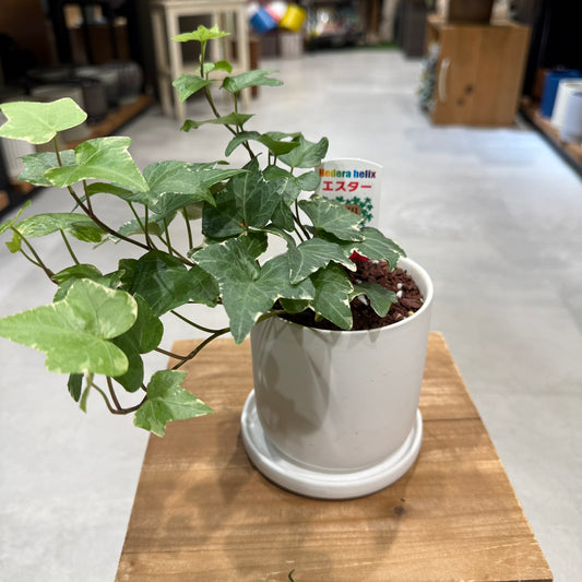 【アイビー・エスター】陶器鉢|小型|観葉植物