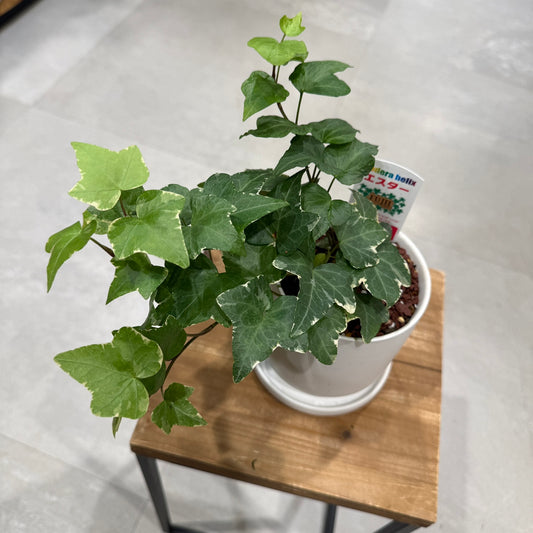 【アイビー・エスター】陶器鉢｜小型｜観葉植物