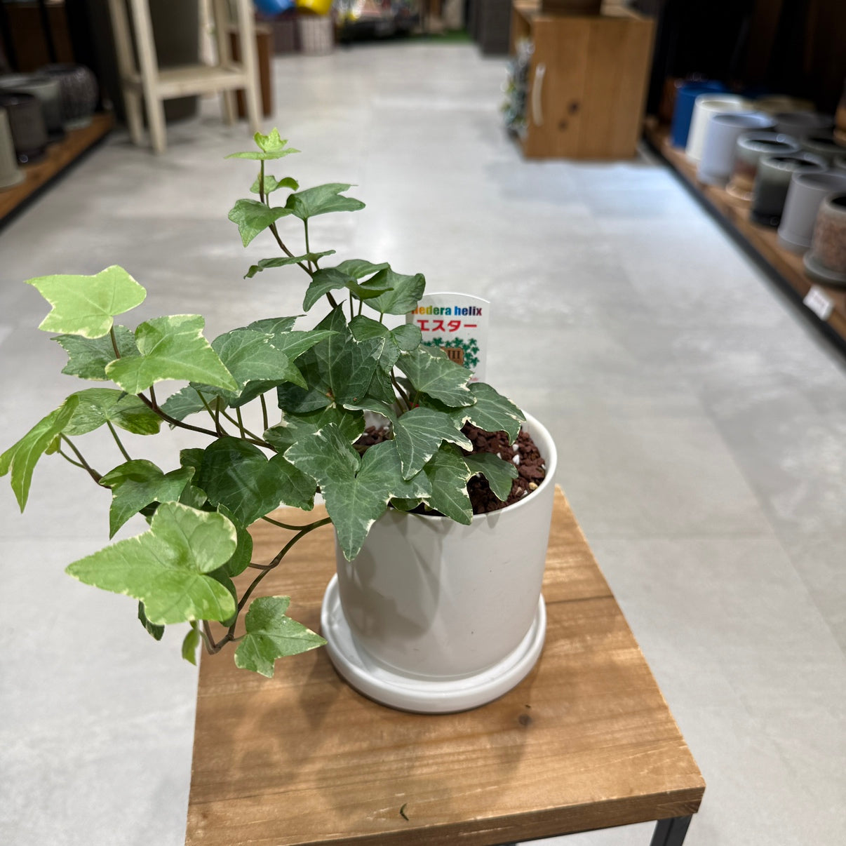 [Peperomia] Ceramic pot | Small | Houseplant