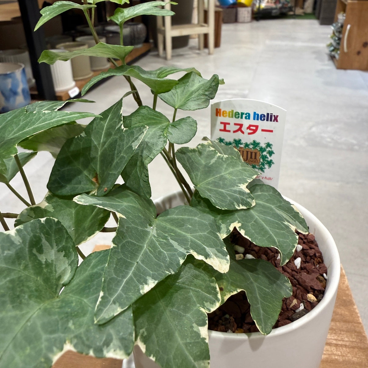 [Peperomia] Ceramic pot | Small | Houseplant