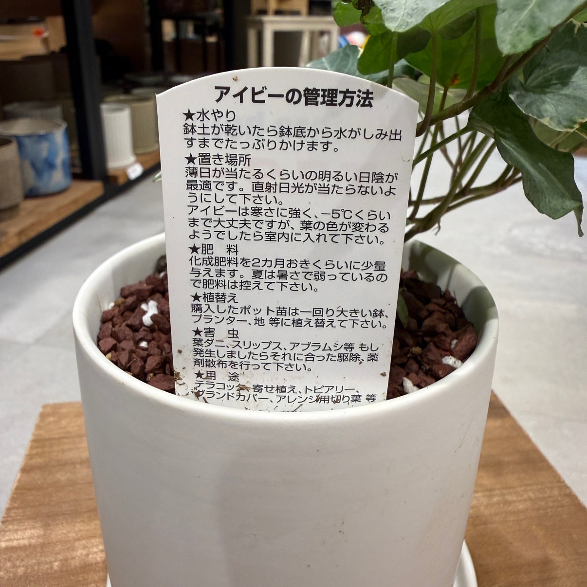 [Peperomia] Ceramic pot | Small | Houseplant
