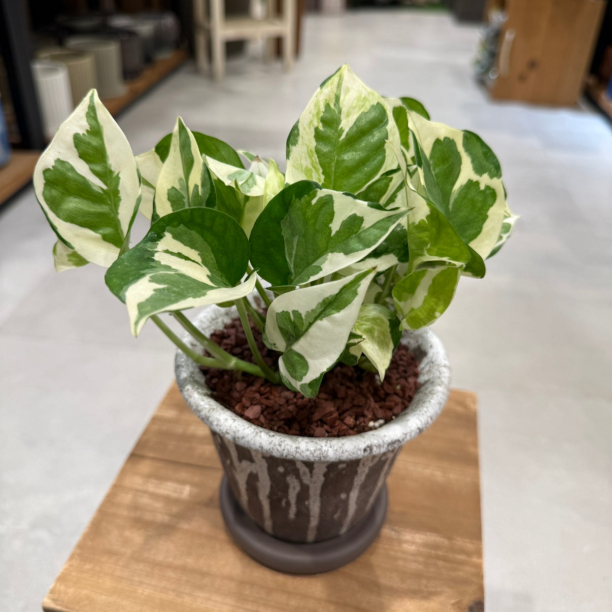 【ポトス・エンジョイ】陶器鉢｜小型｜観葉植物