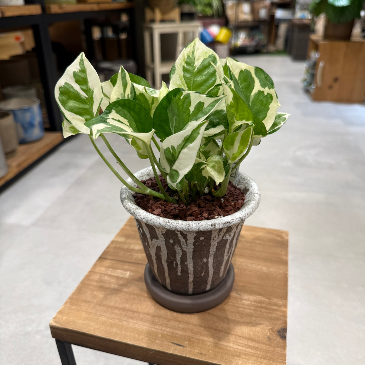 【ポトス・エンジョイ】陶器鉢｜小型｜観葉植物