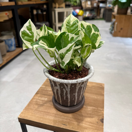 【ポトス・エンジョイ】陶器鉢｜小型｜観葉植物