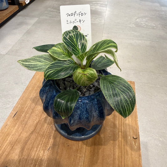【フィロデンドロン・バーキン・ミニ】陶器鉢付|小型|観葉植物