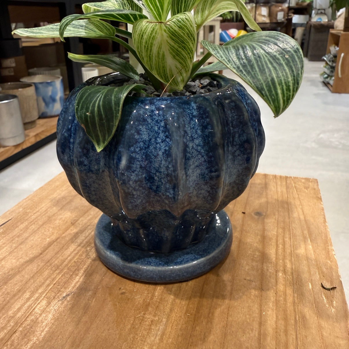 フィロデンドロン・バーキン・ミニ】陶器鉢付｜小型｜観葉植物 – hanna