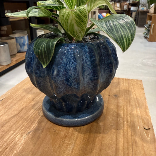 【フィロデンドロン・バーキン・ミニ】陶器鉢付｜小型｜観葉植物