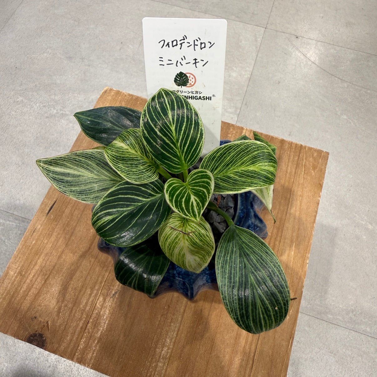 【フィロデンドロン・バーキン・ミニ】陶器鉢付｜小型｜観葉植物