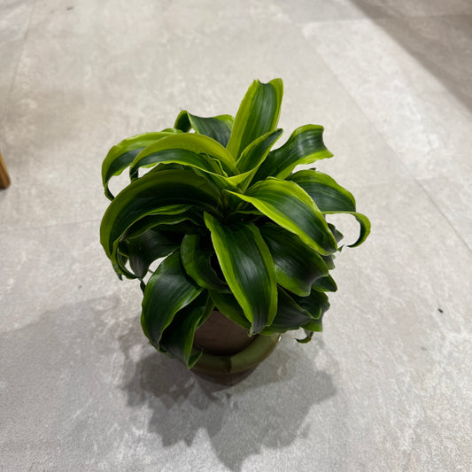 【ドラセナ・トルネード】小型｜観葉植物
