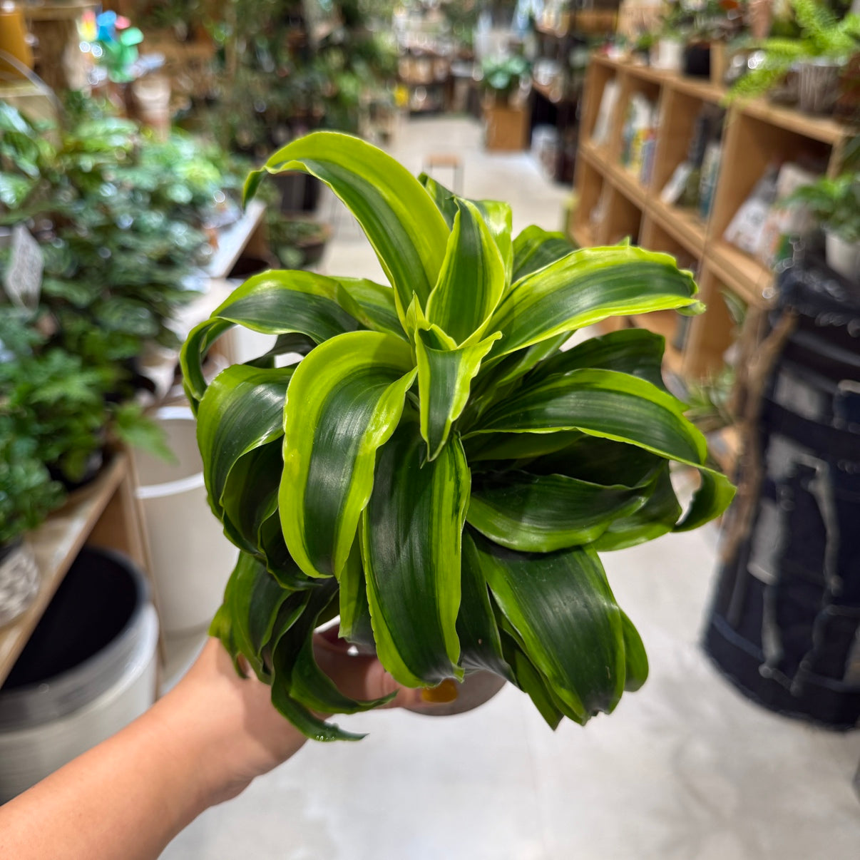 [Peperomia] Ceramic pot | Small | Houseplant
