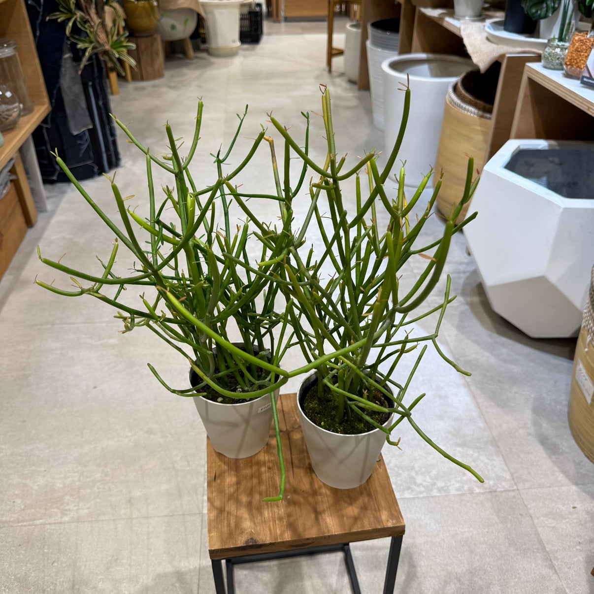 [Peperomia] Ceramic pot | Small | Houseplant