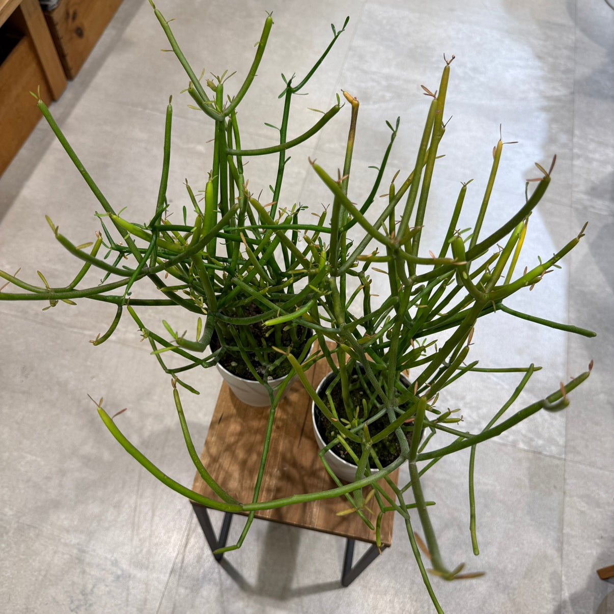 [Peperomia] Ceramic pot | Small | Houseplant