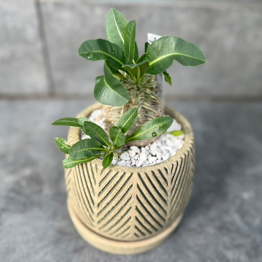 【多肉植物】パキポディウム・エブレネオム 陶器付き-1｜観葉植物