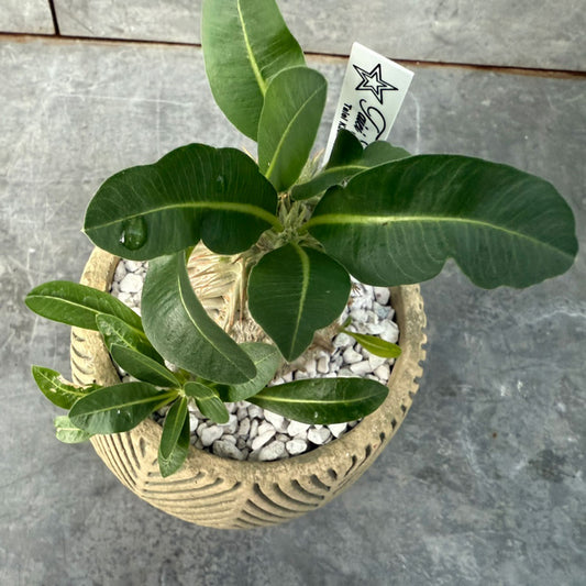 【多肉植物】パキポディウム・エブレネオム 陶器付き-1|観葉植物