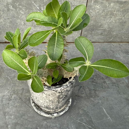 【多肉植物】パキポディウム・エブレネオム 陶器付き-2|観葉植物