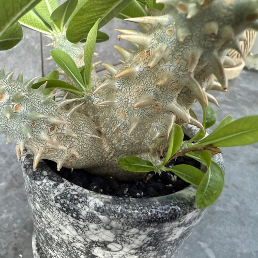 【多肉植物】パキポディウム・エブレネオム 陶器付き-2|観葉植物