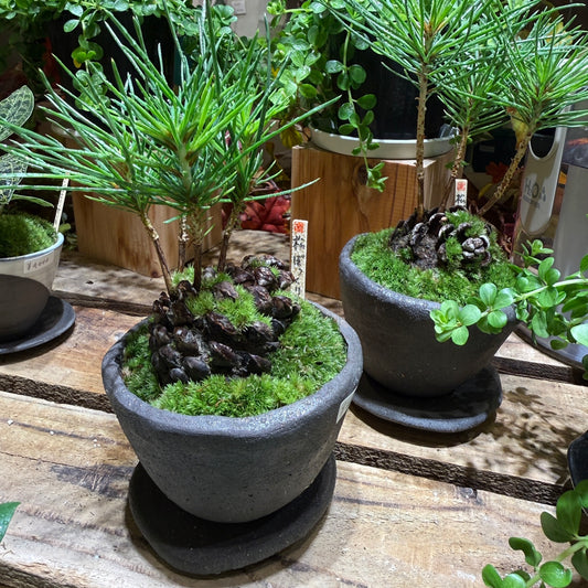 【ミニ盆栽】松ぼっくり｜Sサイズ｜観葉植物