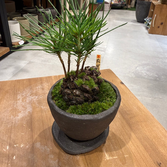 【ミニ盆栽】松ぼっくり｜Sサイズ｜観葉植物