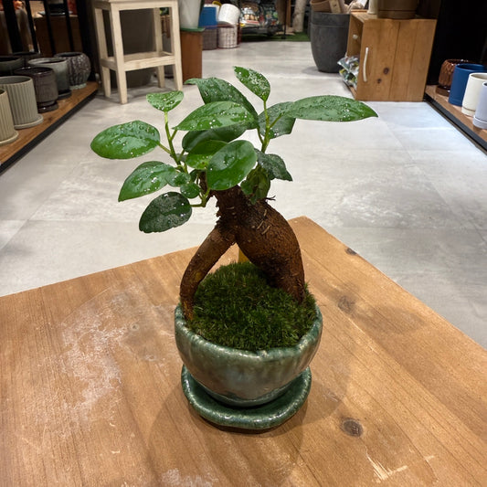 【ミニ盆栽】ガジュマル｜Sサイズ｜観葉植物