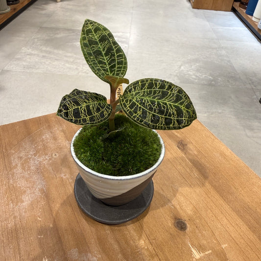 【ミニ盆栽】ジュエルオーキッド|Sサイズ|観葉植物