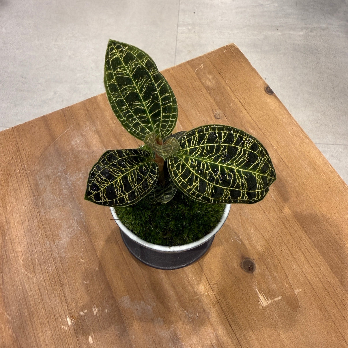 【ミニ盆栽】ジュエルオーキッド｜Sサイズ｜観葉植物