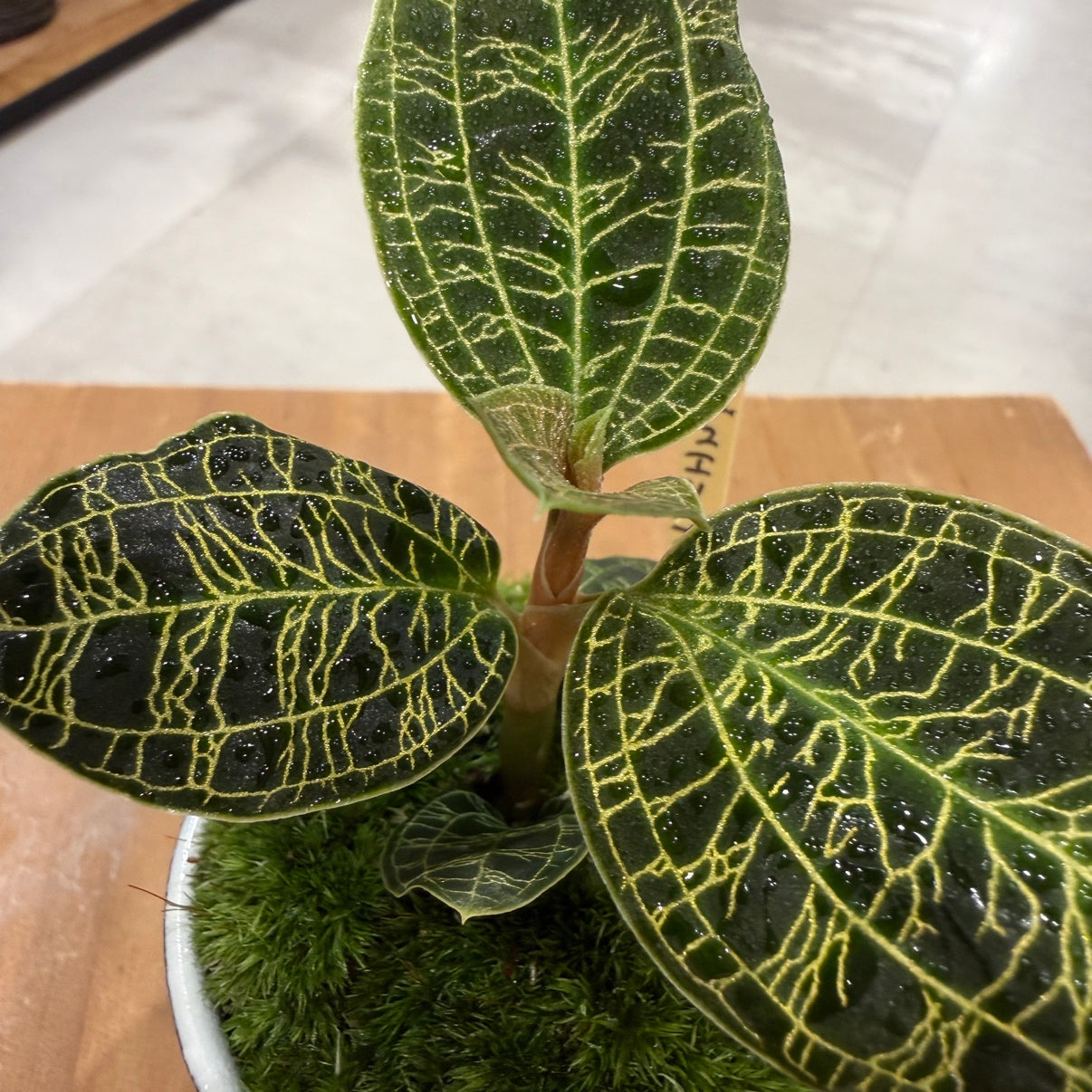【ミニ盆栽】ジュエルオーキッド｜Sサイズ｜観葉植物